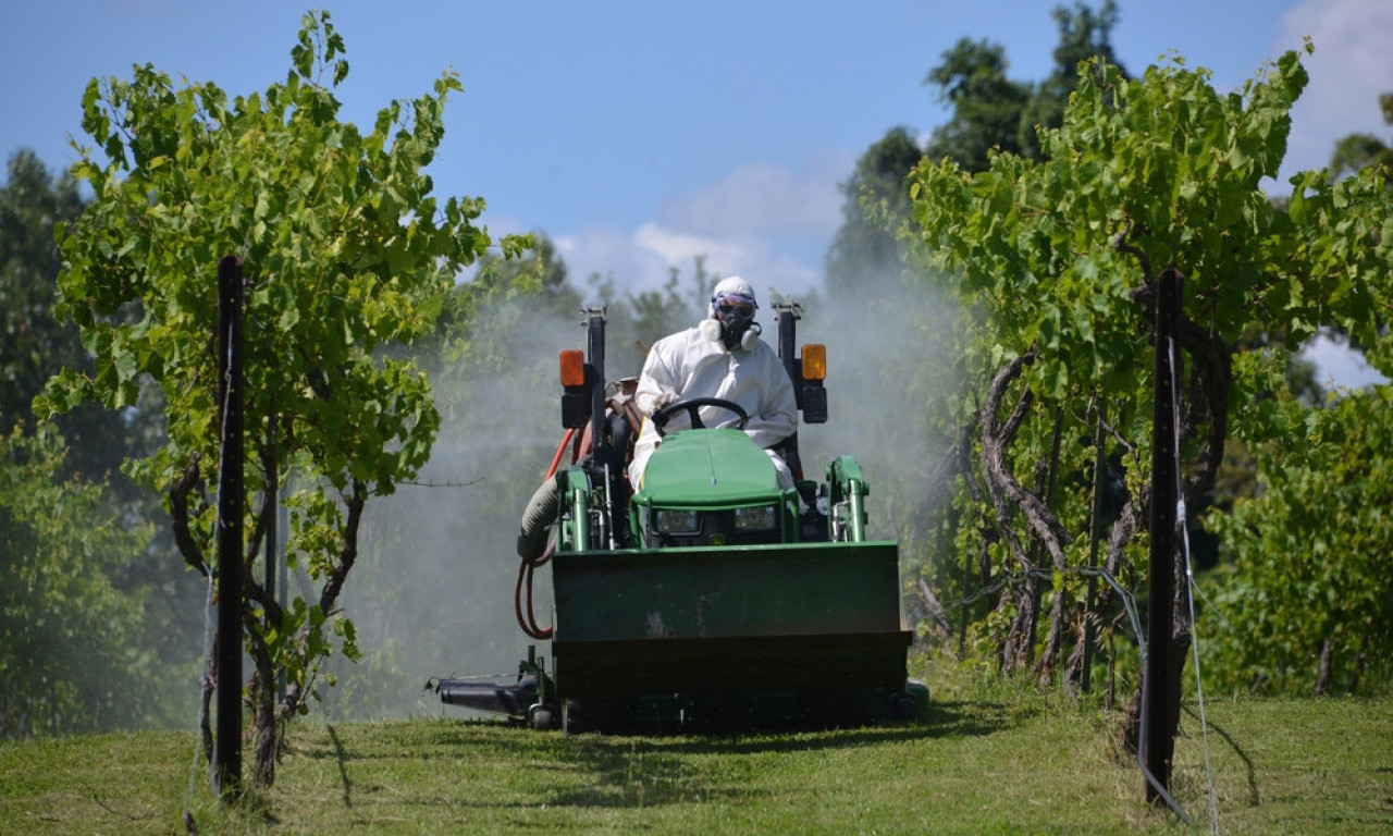 OBILNE KIŠE DONELE NEVOLJE U VINOGRADIMA Tri bolesti vrebaju lozu, evo kako da zaštitite rod