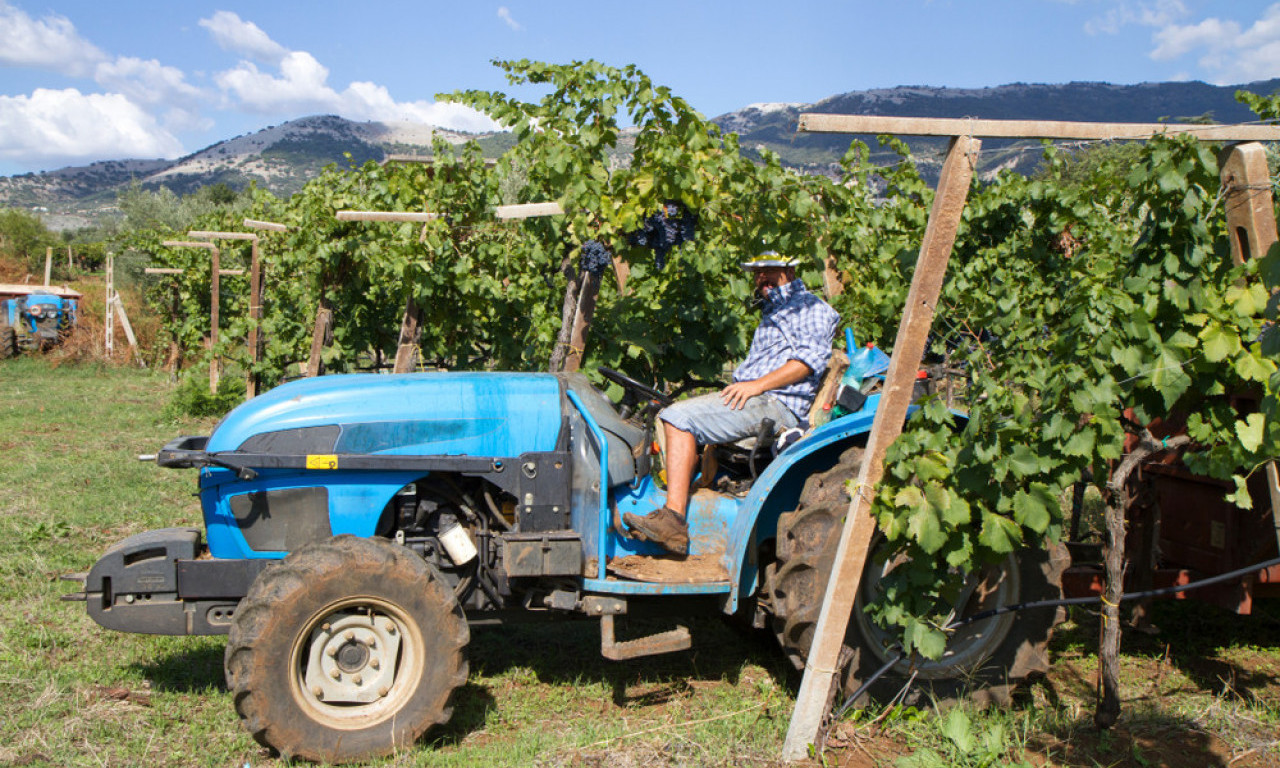UPOZORENJE ZA VINOGRADE Evo kada i kako da zaštitite lozu od plamenjače i pepelnice
