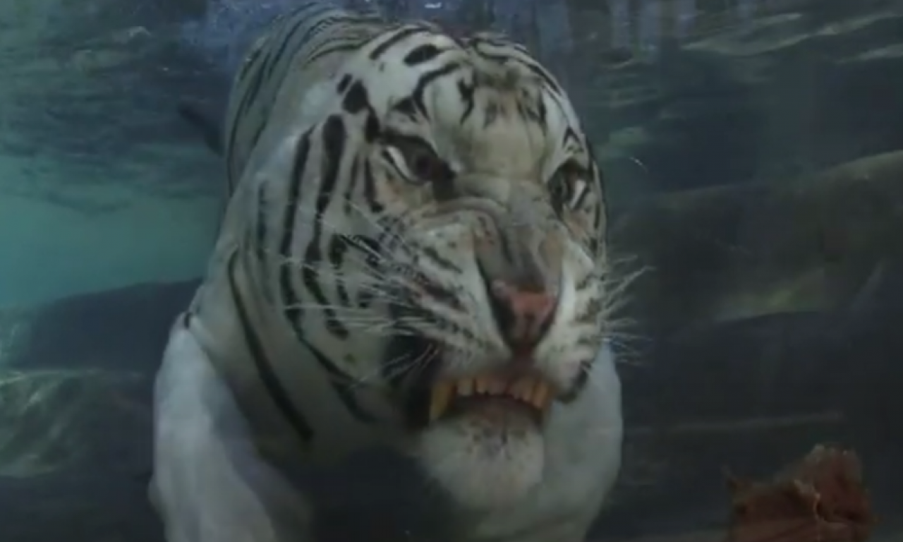 TIGAR RONI KAO AJKULA Pogledajte snimke koji su svet ostavili bez reči! (FOTO + VIDEO)