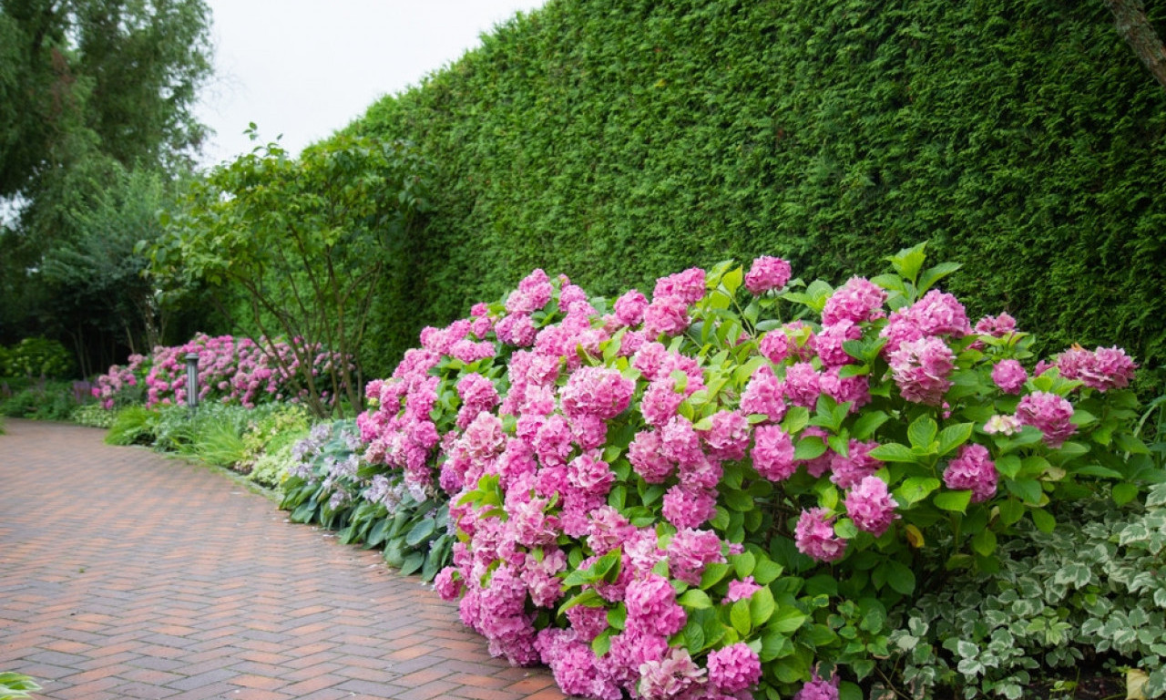 GDE POSADITI HORTENZIJE? Pravi kutak za najlepše cvetove u bašti!