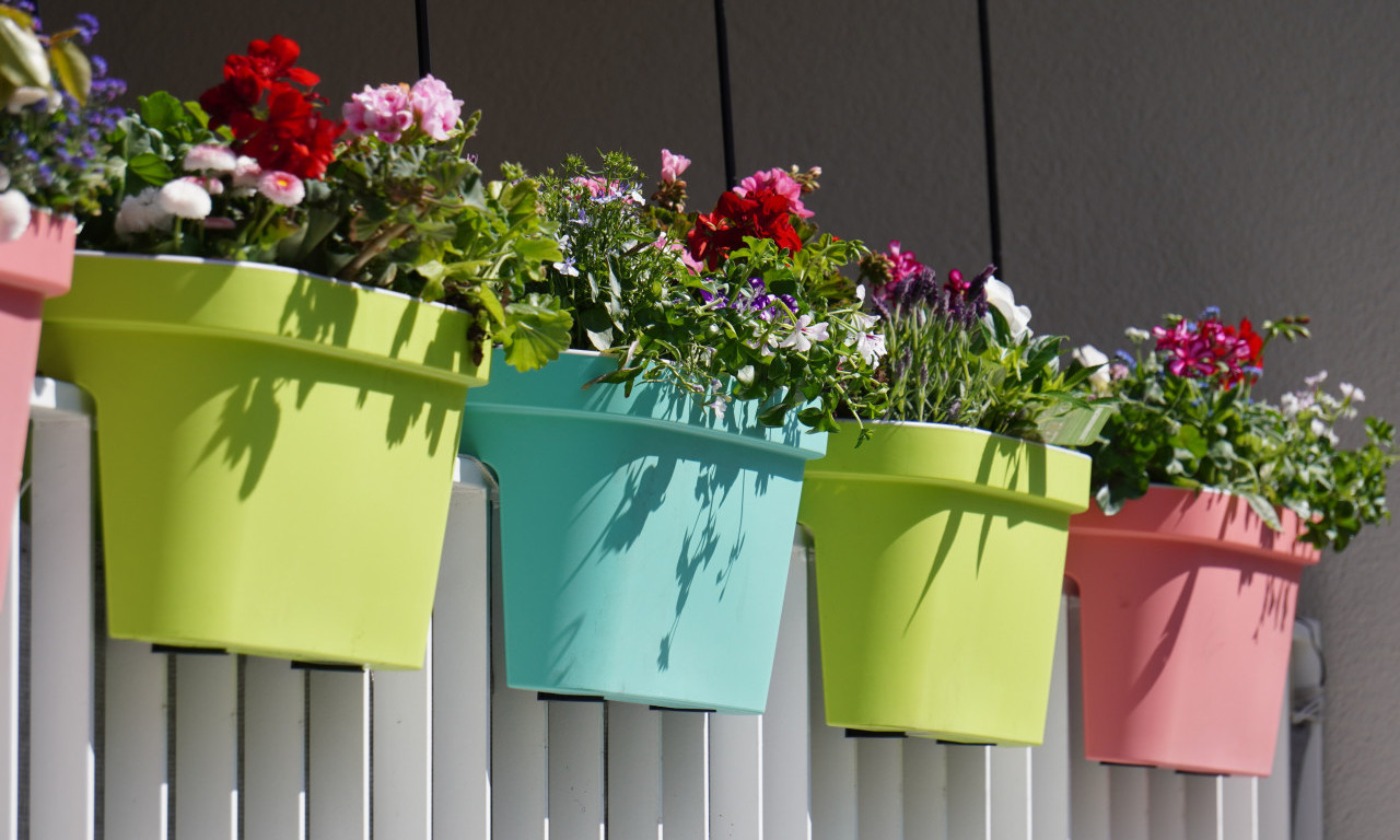 NIJE SVAKA SAKSIJA DOBRA ZA VAŠU BILJKU Vodiš do one prave, jer mora da odgovara!