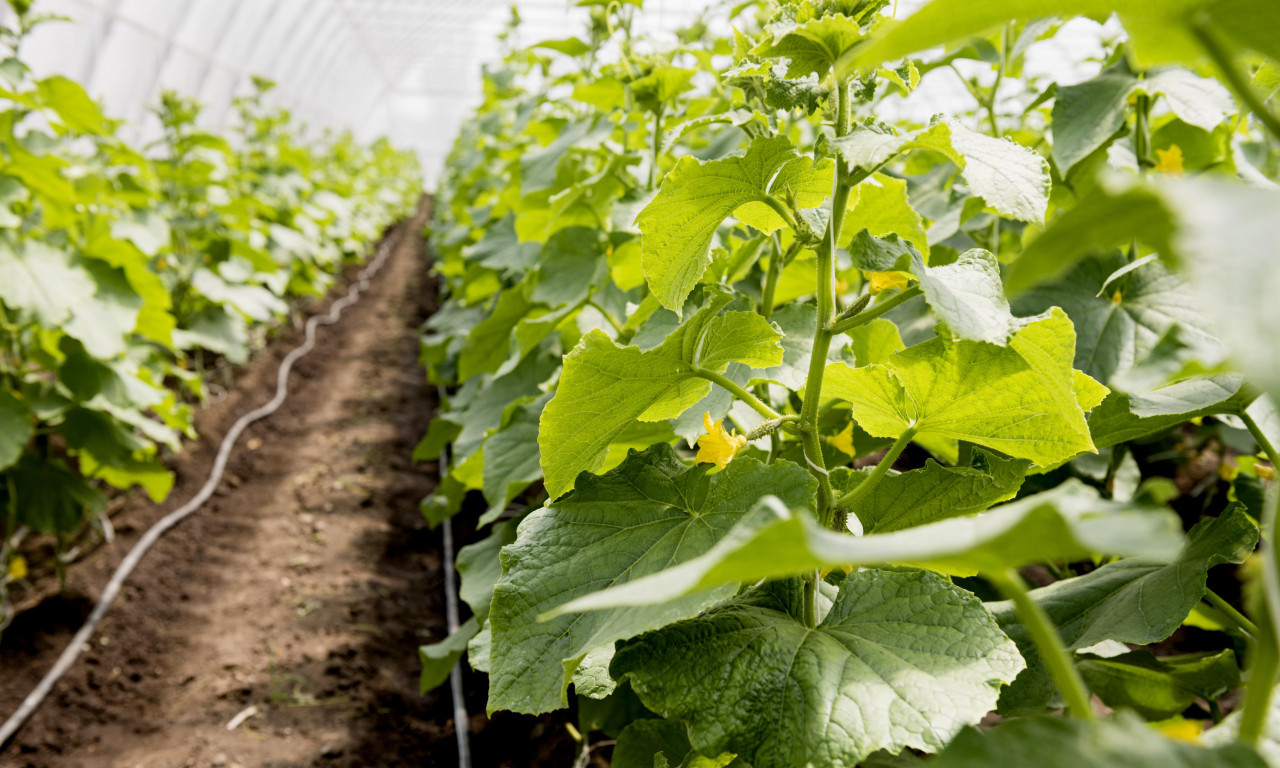 PODIGNITE KRASTAVCE Ovo su najbolje potpore za zdrave i sočne plodove!