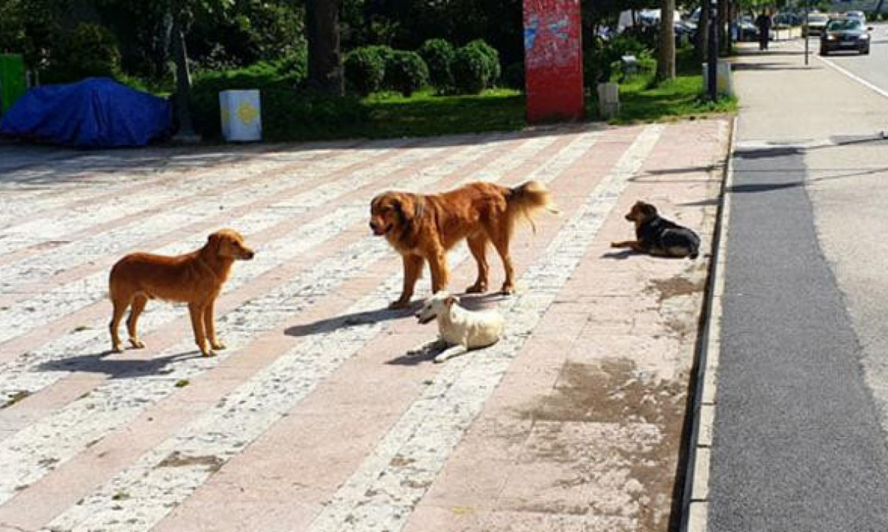 UGINULI SU U NAJGORIM MUKAMA Meštani ovog srpskog naselja zatekli prizor koji ledi krv u žilama - strahuju i za decu!