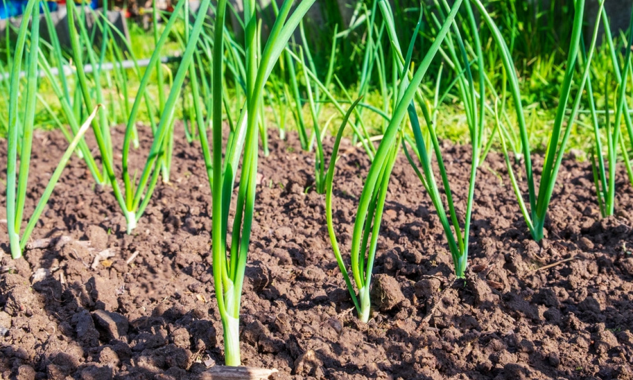 PLAMENJAČA NAPADA LUK U MAJU Ova greška može vas koštati i do 80% prinosa!