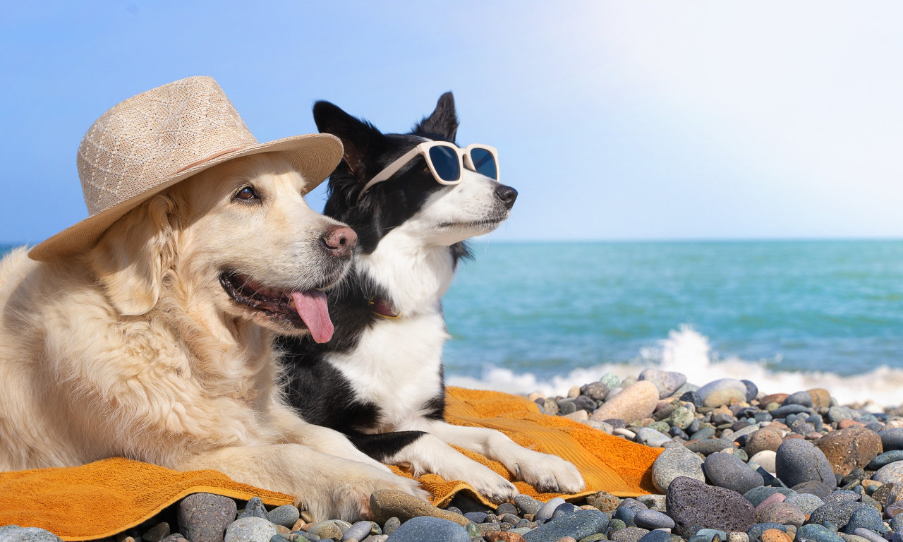 PASOŠ, VAKCINE, TESTOVI Evo šta morate da znate pre nego što krenete na more sa ljubimcem - ova stavka je posebno važna