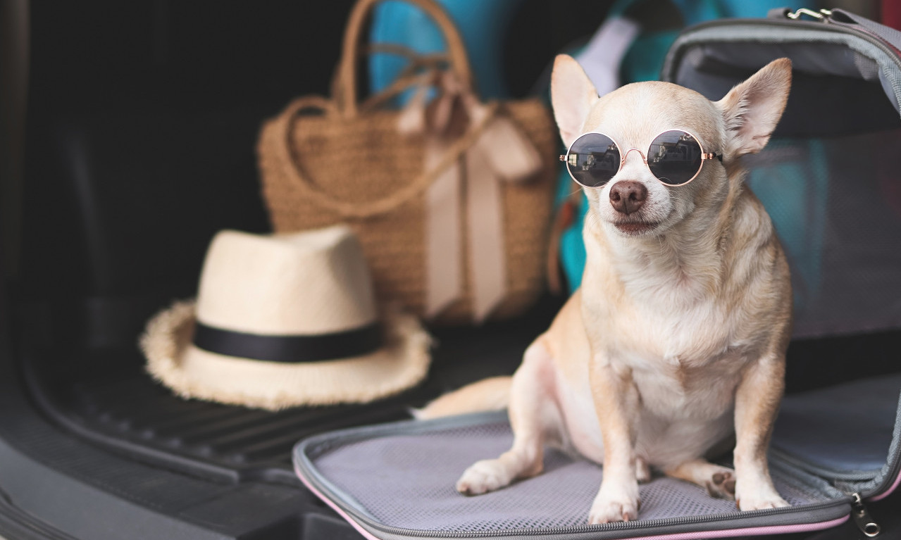 ZAŠTO VAM PAS OKREĆE LEĐA? Ne, ne ignoriše vas – ovo ponašanje zapravo znači nešto prelepo