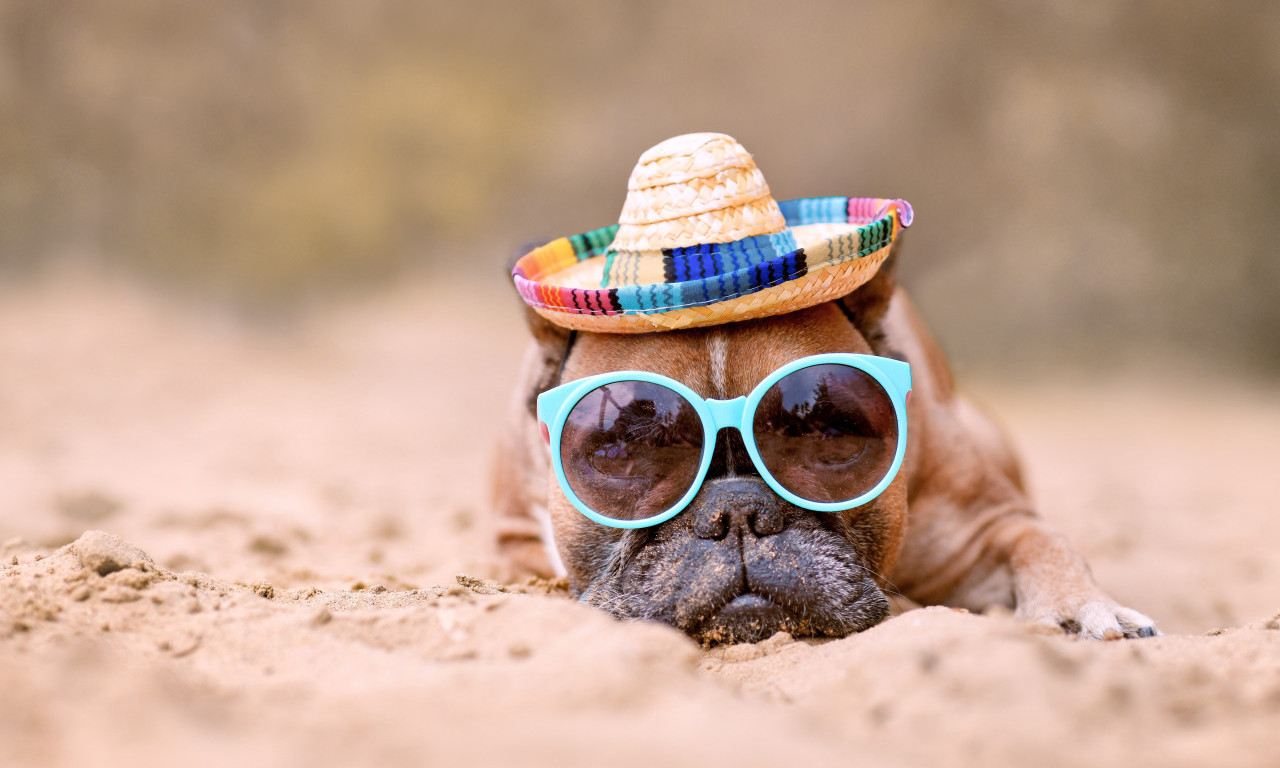 PAS TI NE MOŽE REĆI, ALI OVDE SVE PIŠE: 5 saveta koje svaki vlasnik mora znati ovog leta