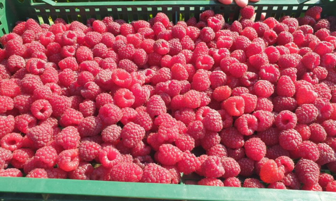 KOLIKO ĆE KOŠTATI KILO MALINA OVE GODINE? Cena pada u drugi plan, malinari imaju novi problem