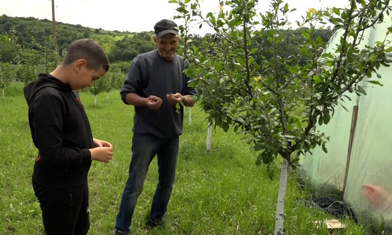 VOĆARI TRLJAJU RUKE: Evo šta možete da zasadite i zaradite veliki novac!