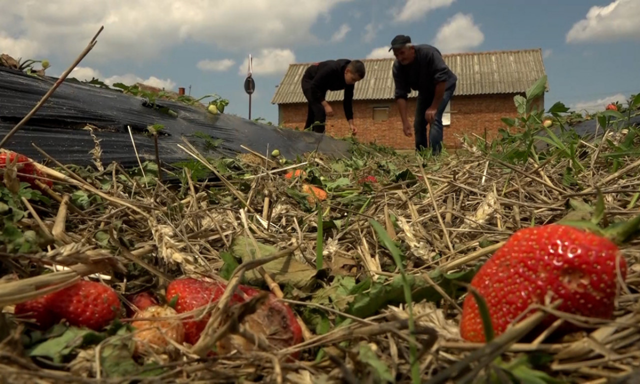 GRAD "OBRAO" JAGODE, VOĆARI U AGONIJI Stručnjaci imaju savet zlata vredan za sve poljoprivrednike u ovoj situaciji!