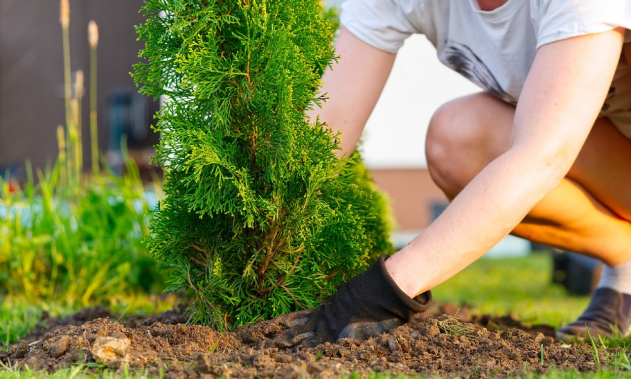 TUJE IZUMIRU ZBOG KLIME? Evo zašto možda više ne bi trebalo da ih sadite