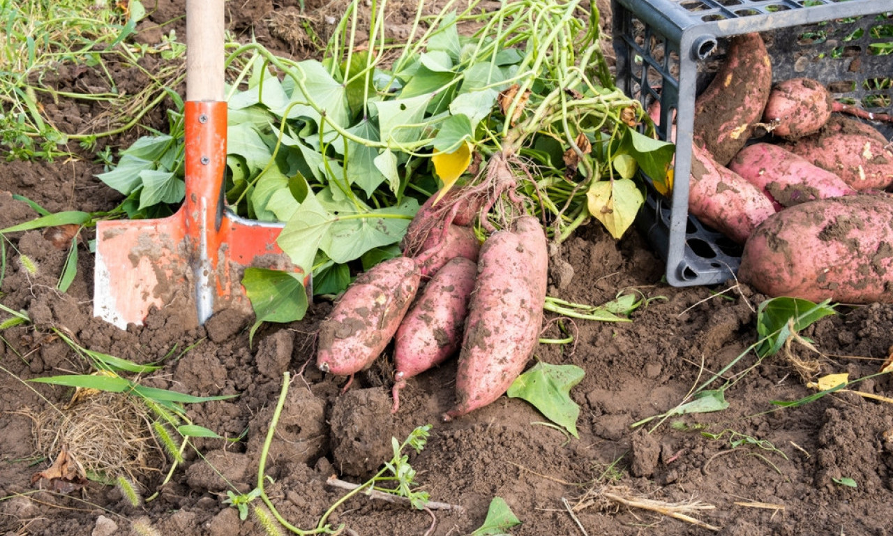 SADNJA BATATA U MAJU Kako do sočnih plodova u vašem plasteniku