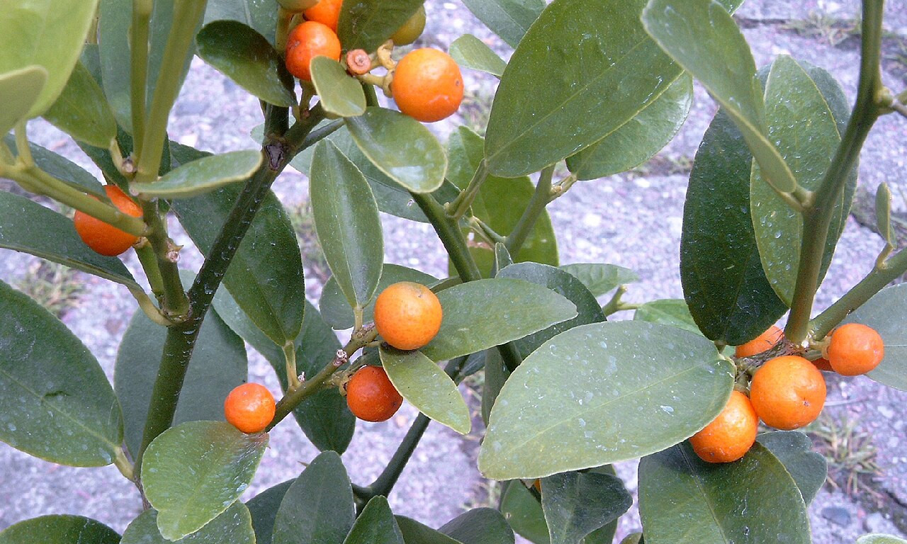 KUMKVAT – PRŠTI OD ZDRAVLJA Čisti organizam i jača imunitet, ali nije za svakoga!