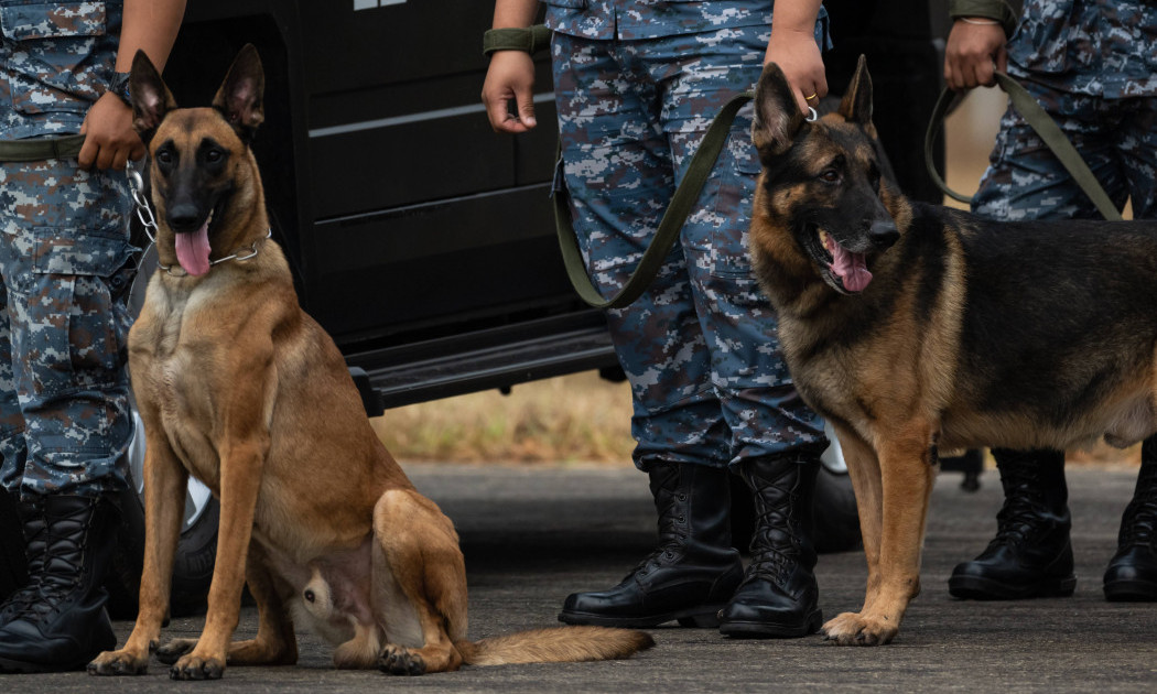VOJNI PSI TRAŽE DOM Heroji u penziji spremni za udomljavanje, a ovo je procedura