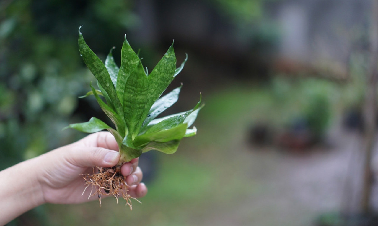 NE KUPUJTE NOVE BILJKE, RAZMNOŽITE IH KOD KUĆE MEDOM Jednostavan trik podstiče rast korena!