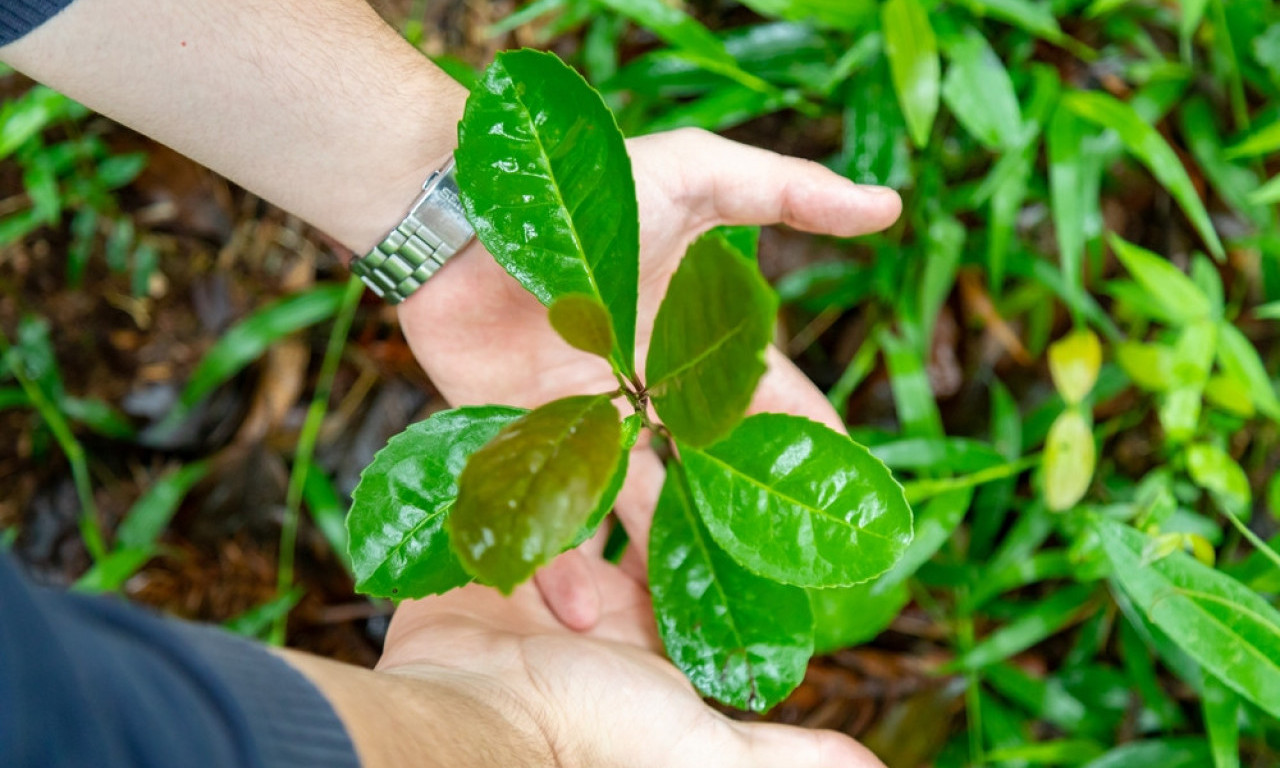 ZOVU GA PIĆEM BOGOVA Ubija ćelije raka, jača kosti i srce - da li znate o kom moćnom čaju je reč?