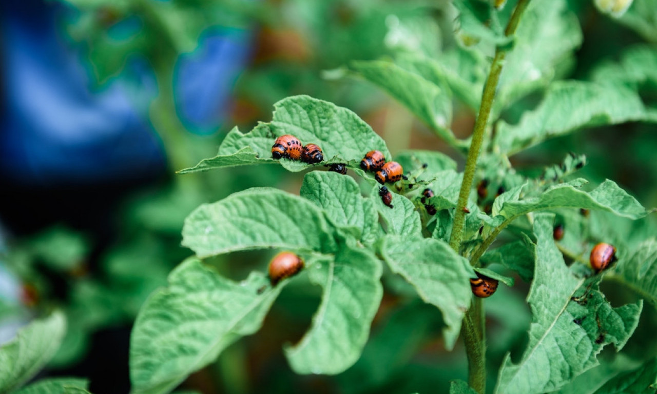 KROMPIROVA ZLATICA NA UDARU Kako sprečiti štete i zaštititi prinos?