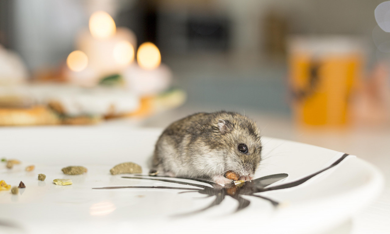DA MIŠEVI NE ULAZE U KUĆU Evo kako da ih sprečite!