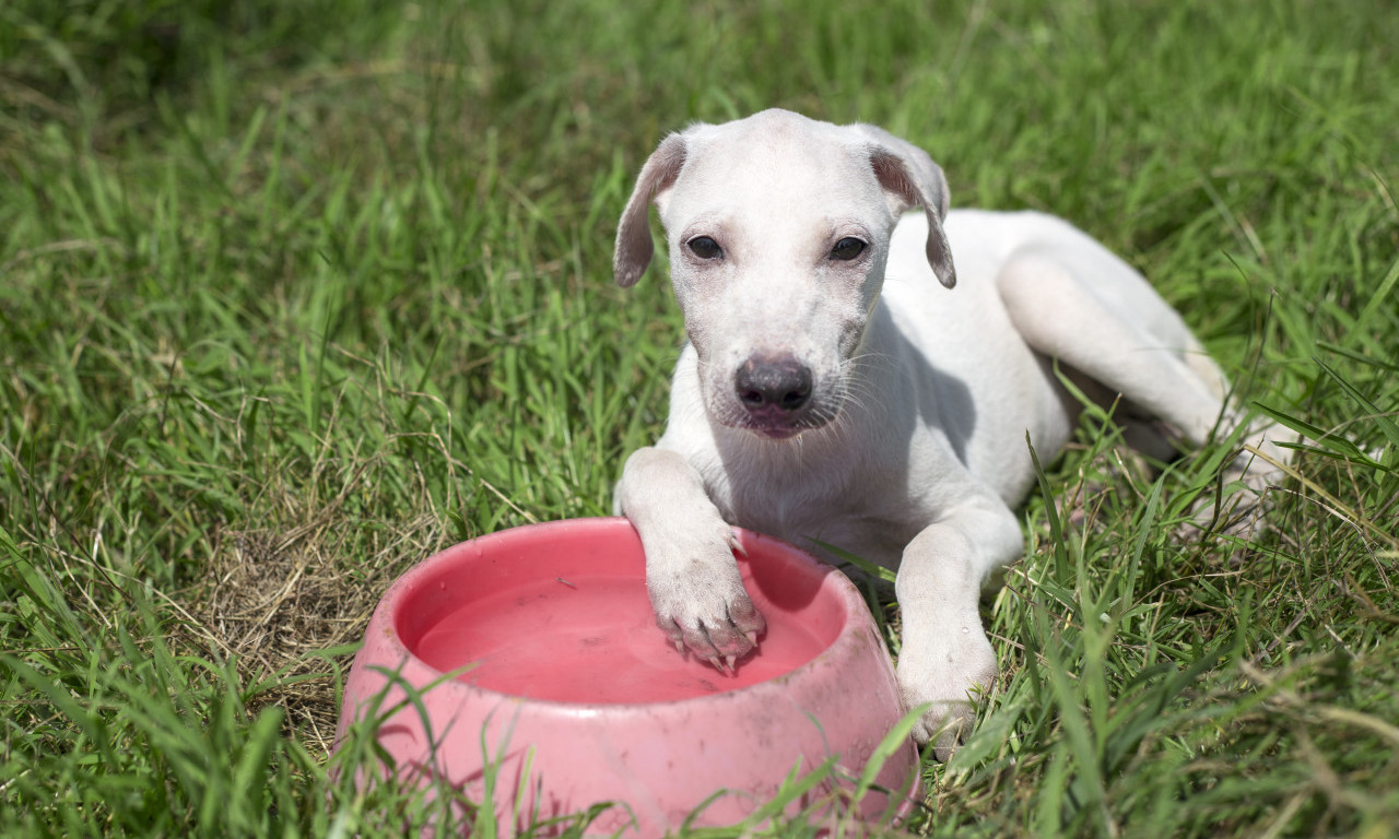 UZNEMIRUJUĆE! PAS NA MEDAKU UMRO OD TOPLOTNOG UDARA Vlasnik ga vuče nepomičnog... Potresan snimak obilazi Srbiju (VIDEO)