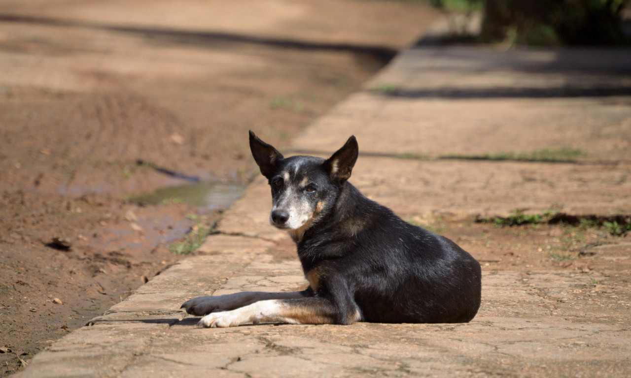LJUDI, PA GDE ĆE VAM DUŠA? U Šapcu kradu hranu psima lutalicama - bizarna scena razbesnela sve