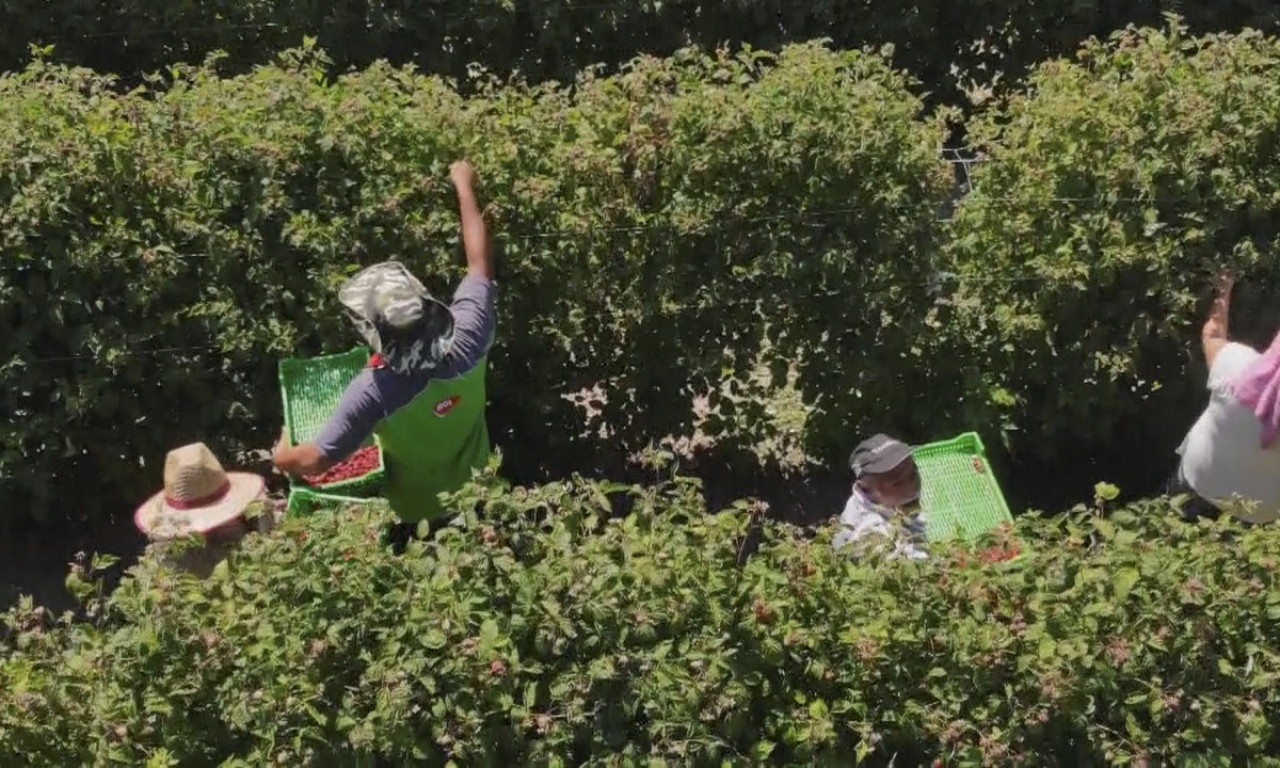 MALINARI PRED TEŠKOM SEZONOM Slab rod i neizvesna cena prete crvenom zlatu (FOTO)