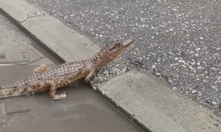 KROKODIL VIĐEN U CENTRU NIŠA Nastala opšta panika! Policija izašla na teren i usledio šok: Istina je... (VIDEO)