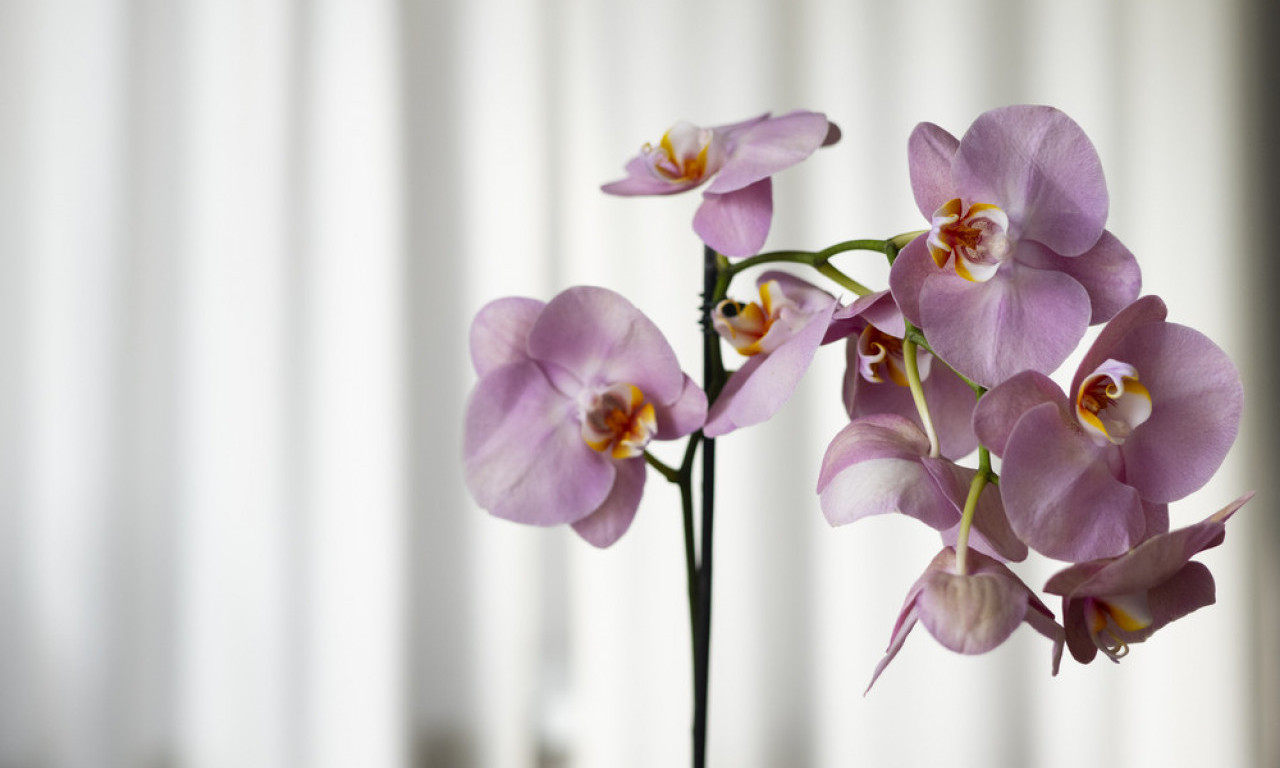 CVETAĆE KAO NIKADA PRE Cvećari otkrili trik za orhideje koje stalno cvetaju!