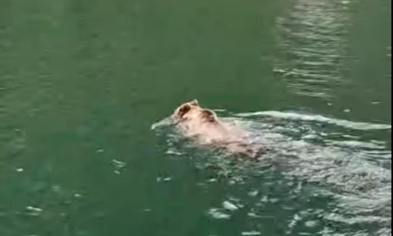 MRKI MEDVED PLIVA U JEZERU PERUĆAC: Turisti se vozili brodićem, a onda su ugledali opasnu zver! (VIDEO)