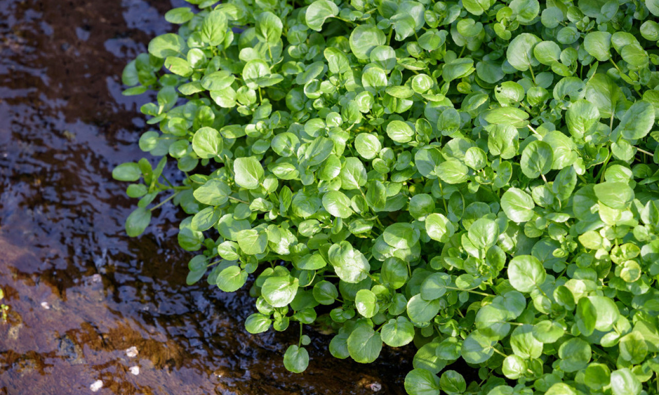 ZABORAVLJENA MOĆ IZ BAŠTE Ima više gvožđa od spanaća i čisti krv