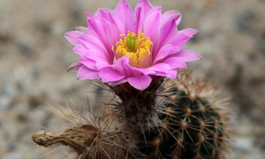 KAKO DA VAM KAKTUSI PROCVETAJU KAO NIKADA PRE Tajna koju vrtlari retko otkrivaju