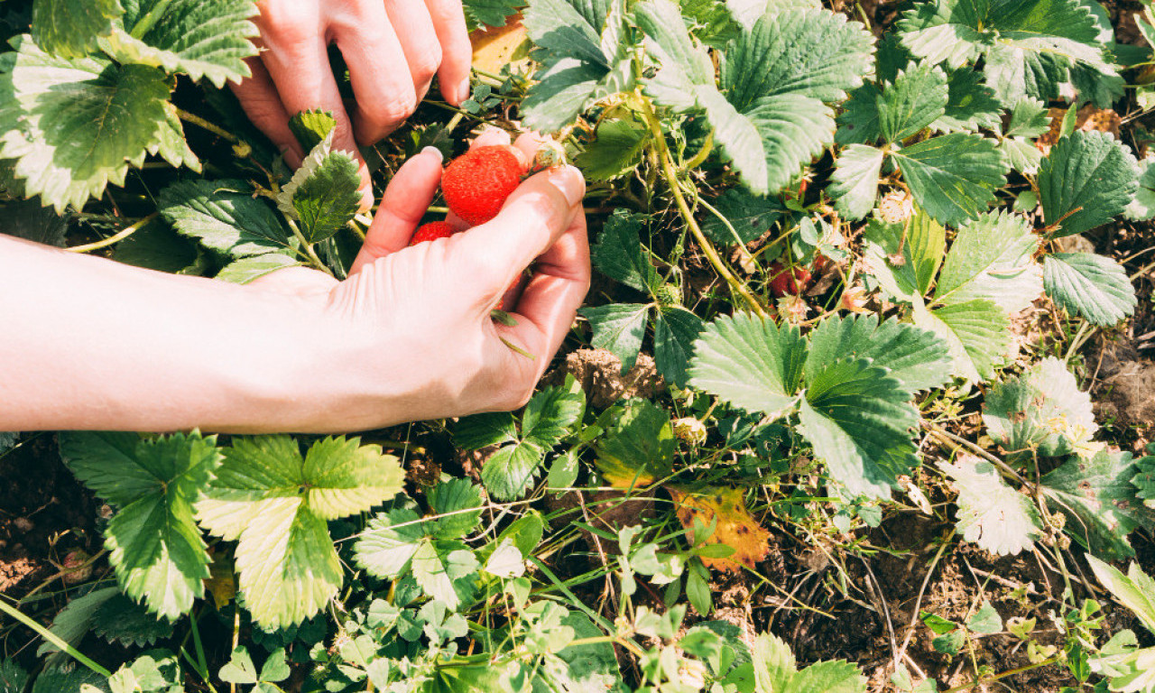 AKO LIST JAGODE IZGLEDA OVAKO – NE ČEKAJTE! Vreme je da se deluje, inače rod propada!