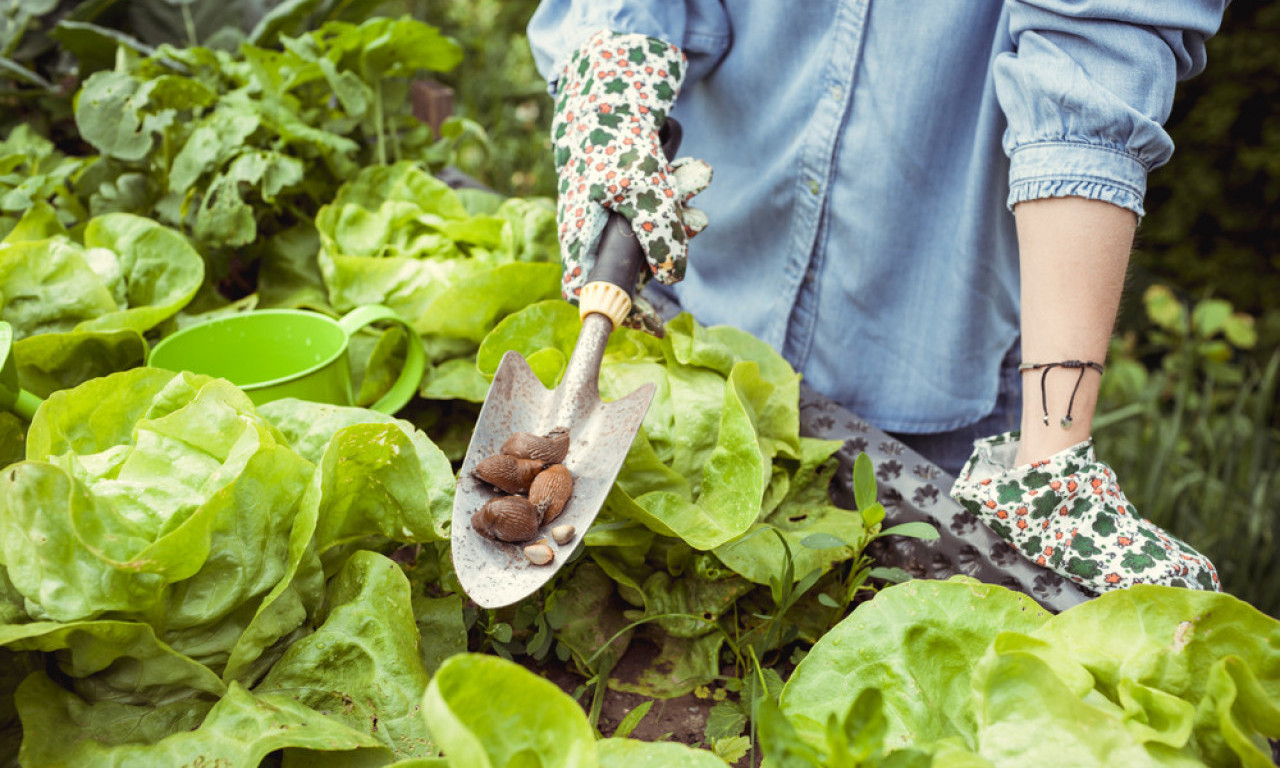 PUŽEVI VAM UNIŠTAVAJU BAŠTU? Rešite ih se prirodno, bez kapi pesticida!