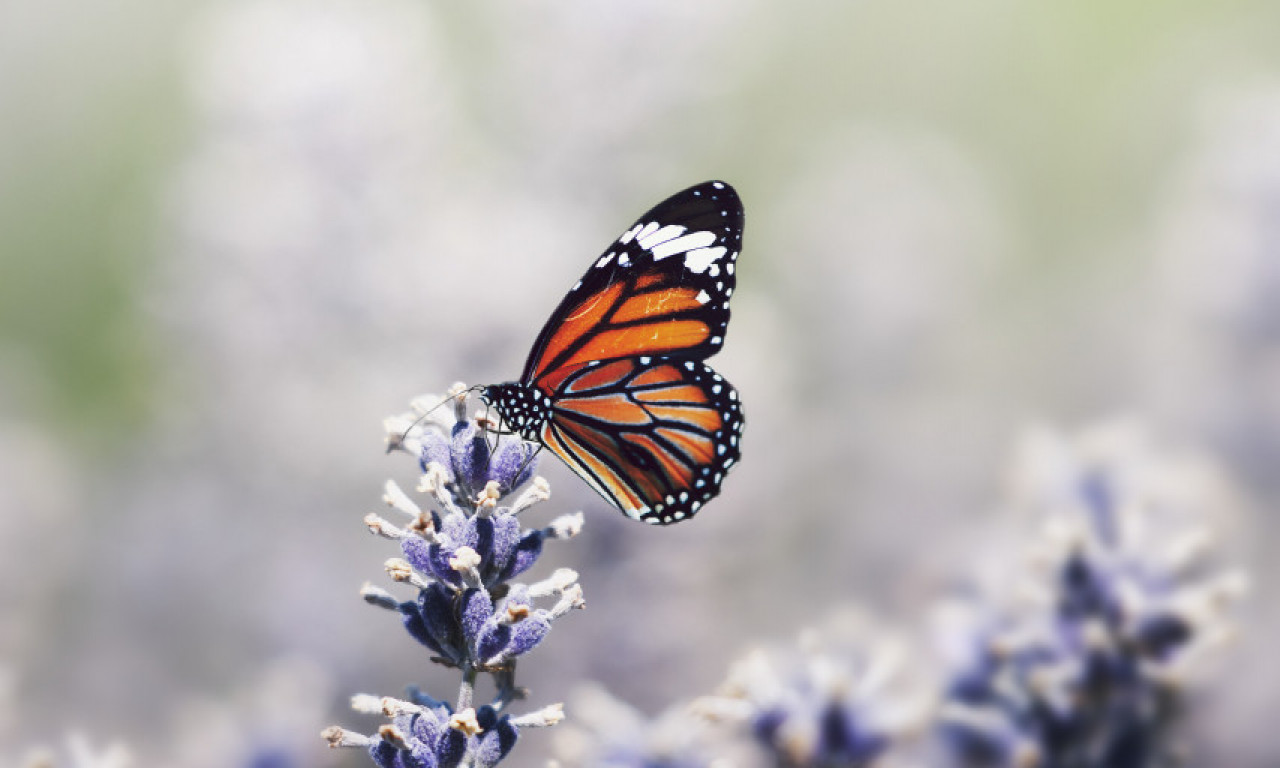 POSTOJI ŽIVOT VAN ZEMLJE! Naučnici došli do revolucionarnog otkrića: Prvi leptir u istoriji uspešno se izlegao u svemiru