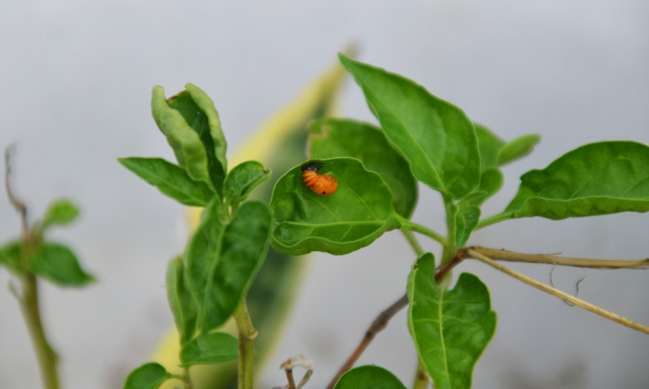 KAD PAPRIKA STRADA Šta sve vreba iz zemlje i vazduha i kako je zaštititi
