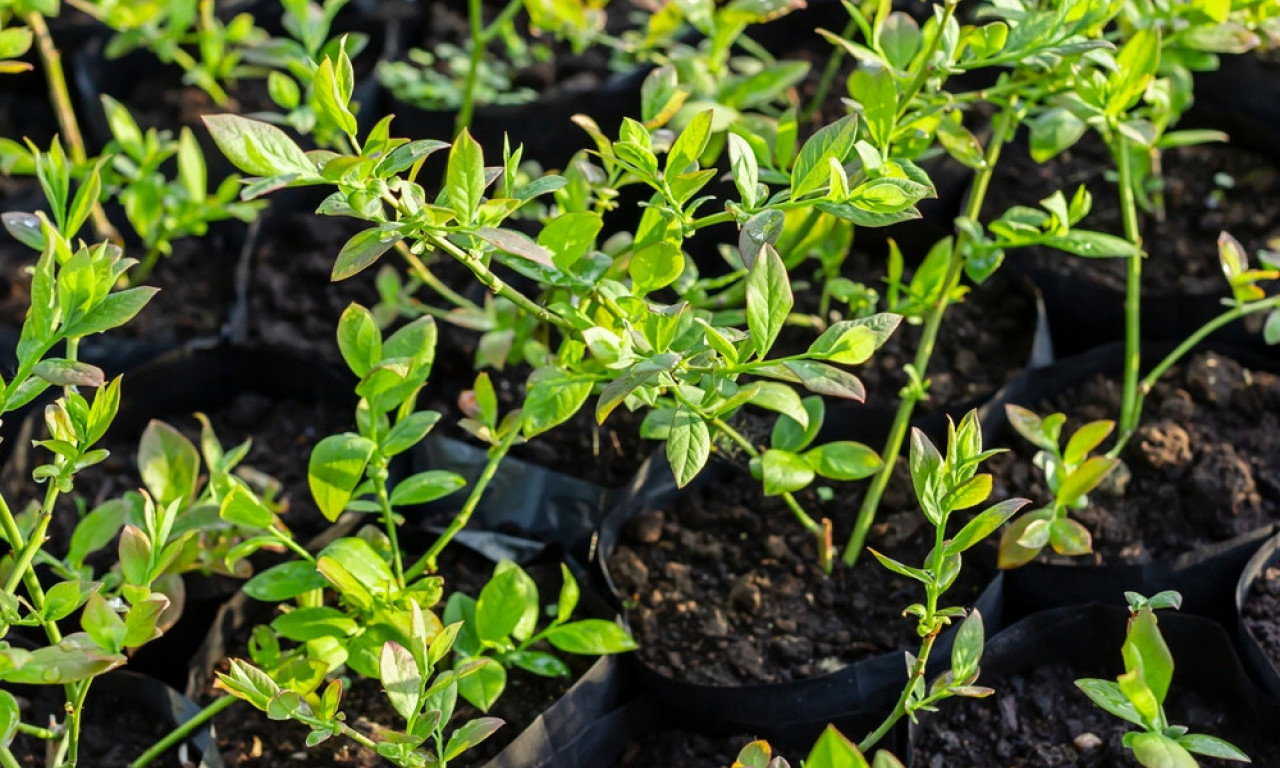 OVAKO JE POSADITE! Pametniji uzgoj borovnice za veći prinos i manje muke!