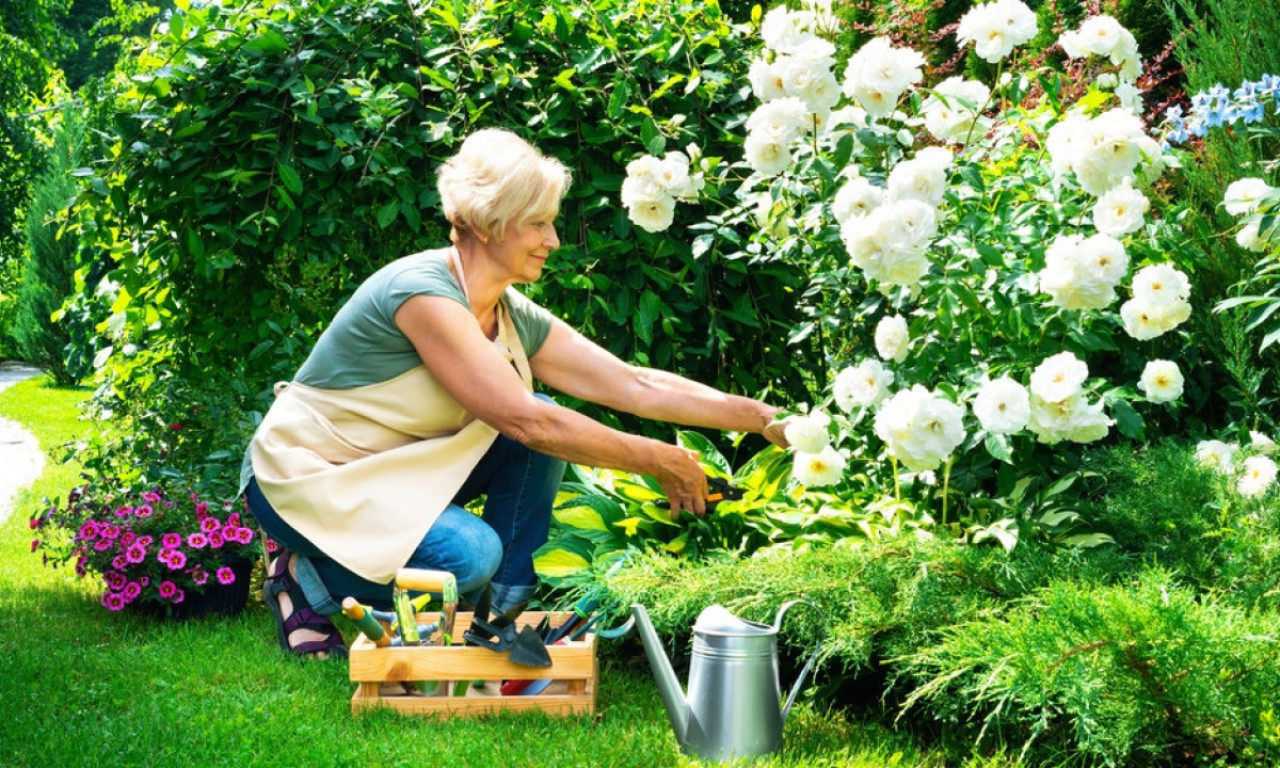 JOŠ NIJE KASNO Ako ovo cveće posadite u junu – raskoš vam stiže do septembra!