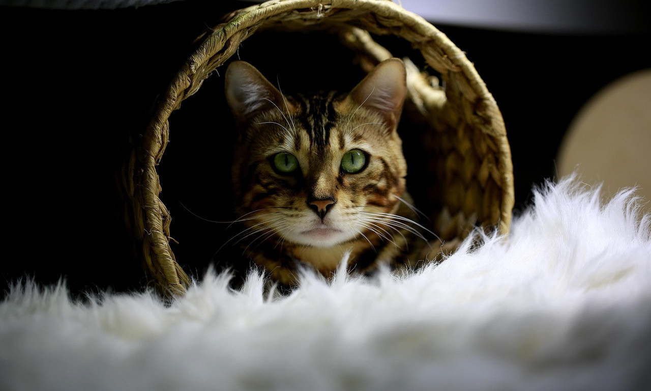 OVO JE NAJLEPŠA MAČKA NA SVETU Mačka koja izgleda divlje, a voli da se mazi