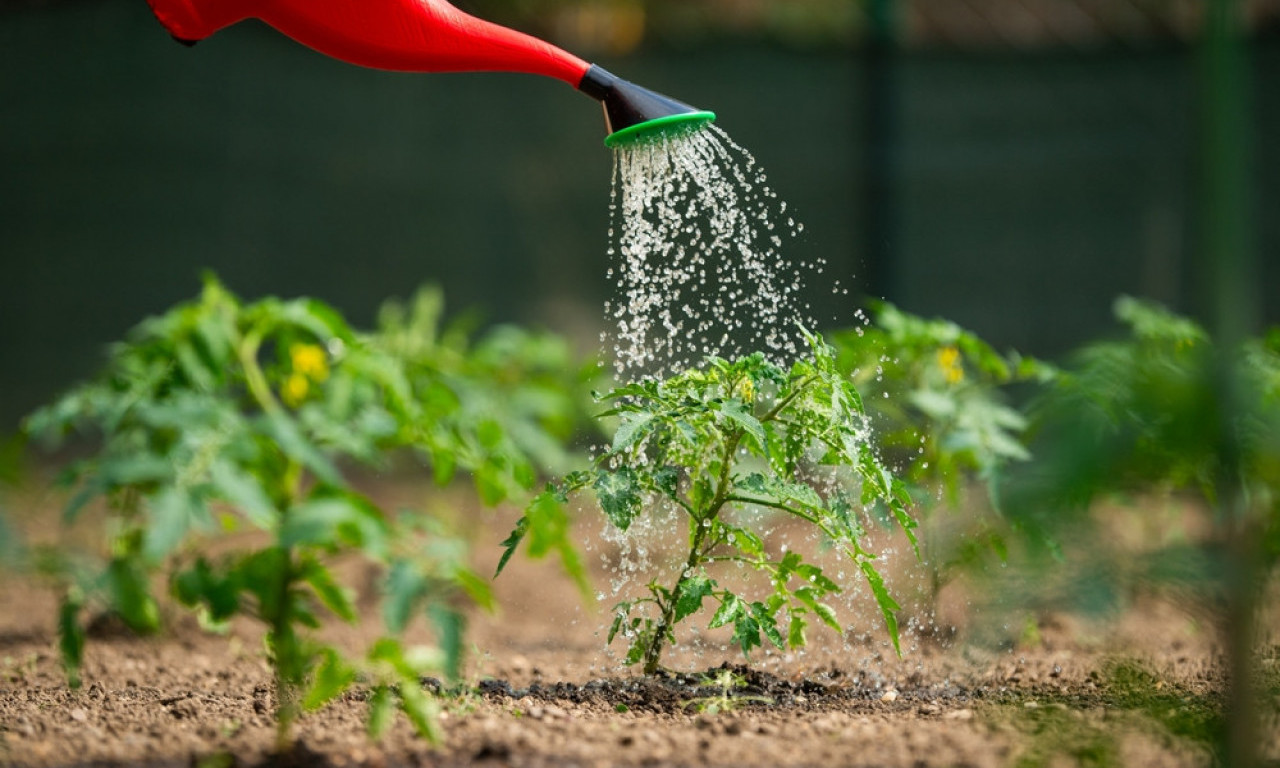 KAKO I KADA ZALIVATI CVEĆE I BAŠTI? Evo kada je pravo vreme, nemojte da vam sve propadne