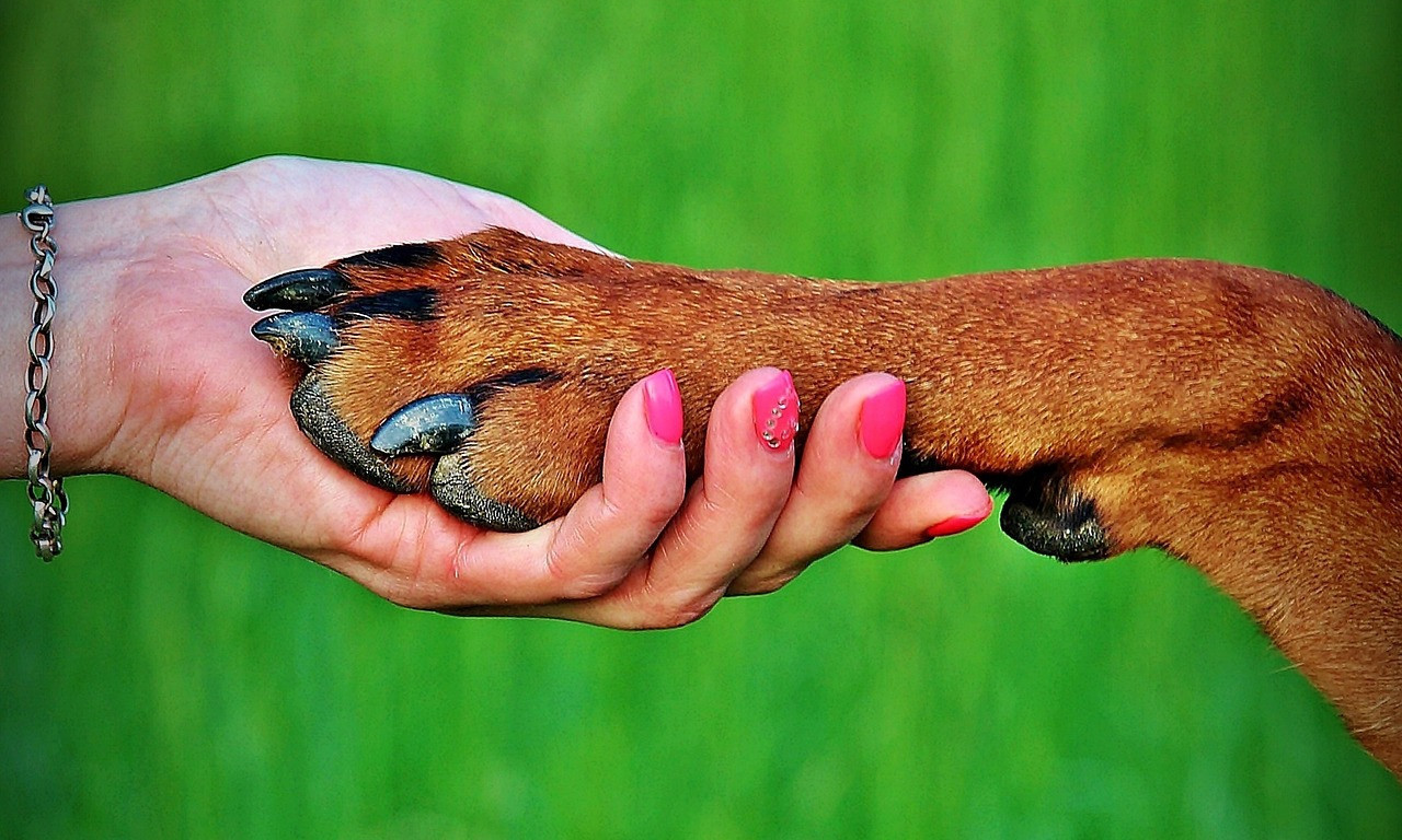 ZAŠTO VAM PAS PRUŽA ŠAPU? Evo šta vaš ljubimac zapravo pokušava da vam kaže