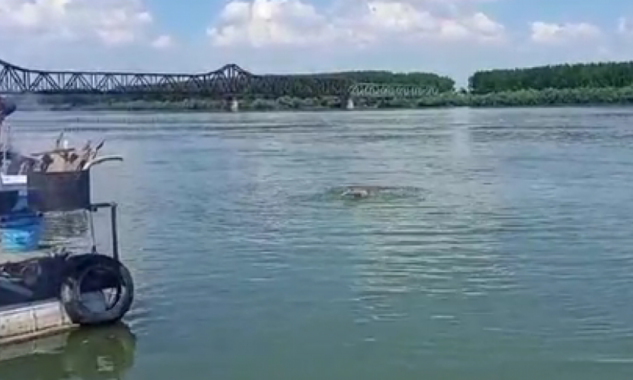 LJUBITELJI SAVE OTVORILI SEZONU KUPANJA Voda i dalje hladna, ali je osveženje prijalo (VIDEO)