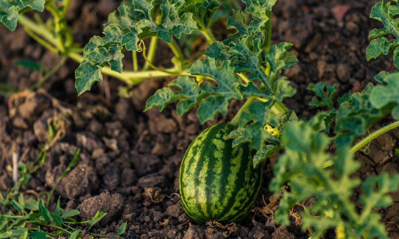 NE DAJTE LUBENICI DA PROPADNE! Šta je sad napada i kako da je sačuvate do berbe