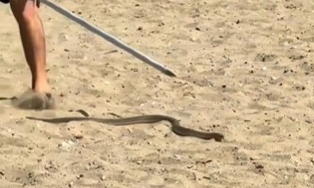 HOROR NA POPULARNOJ PLAŽI U GRČKOJ KOJU SRBI OBOŽAVAJU Zmija gmizala među turistima, pogledajte jezive scene! (VIDEO)