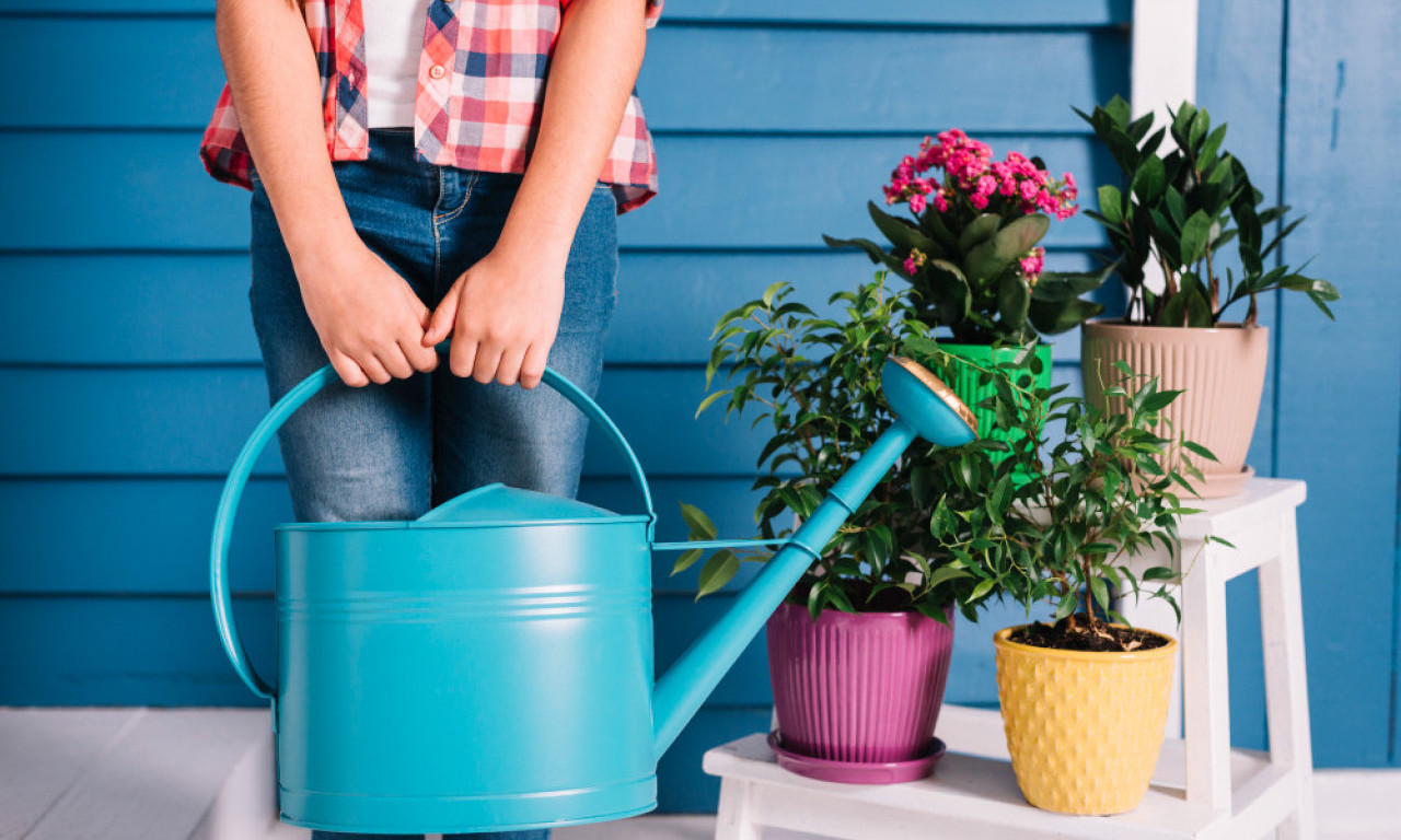 KADA SE ZALIVA CVEĆE TOKOM LETA? Stručnjaci otkrivaju: Samo jedan deo dana je pravi izbor