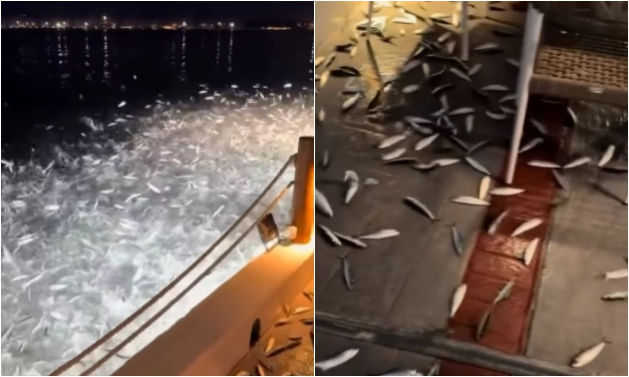 OVO SIGURNO JOŠ NISTE VIDELI Ribe bukvalno beže iz mora - šok u Grčkoj! (VIDEO)