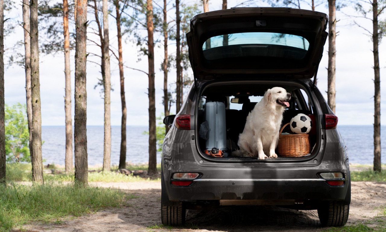 VODITE PSA NA MORE? Obratite pažnju na ove opasnosti — slana voda, toplotni udar i još nešto što mnogi zaborave!