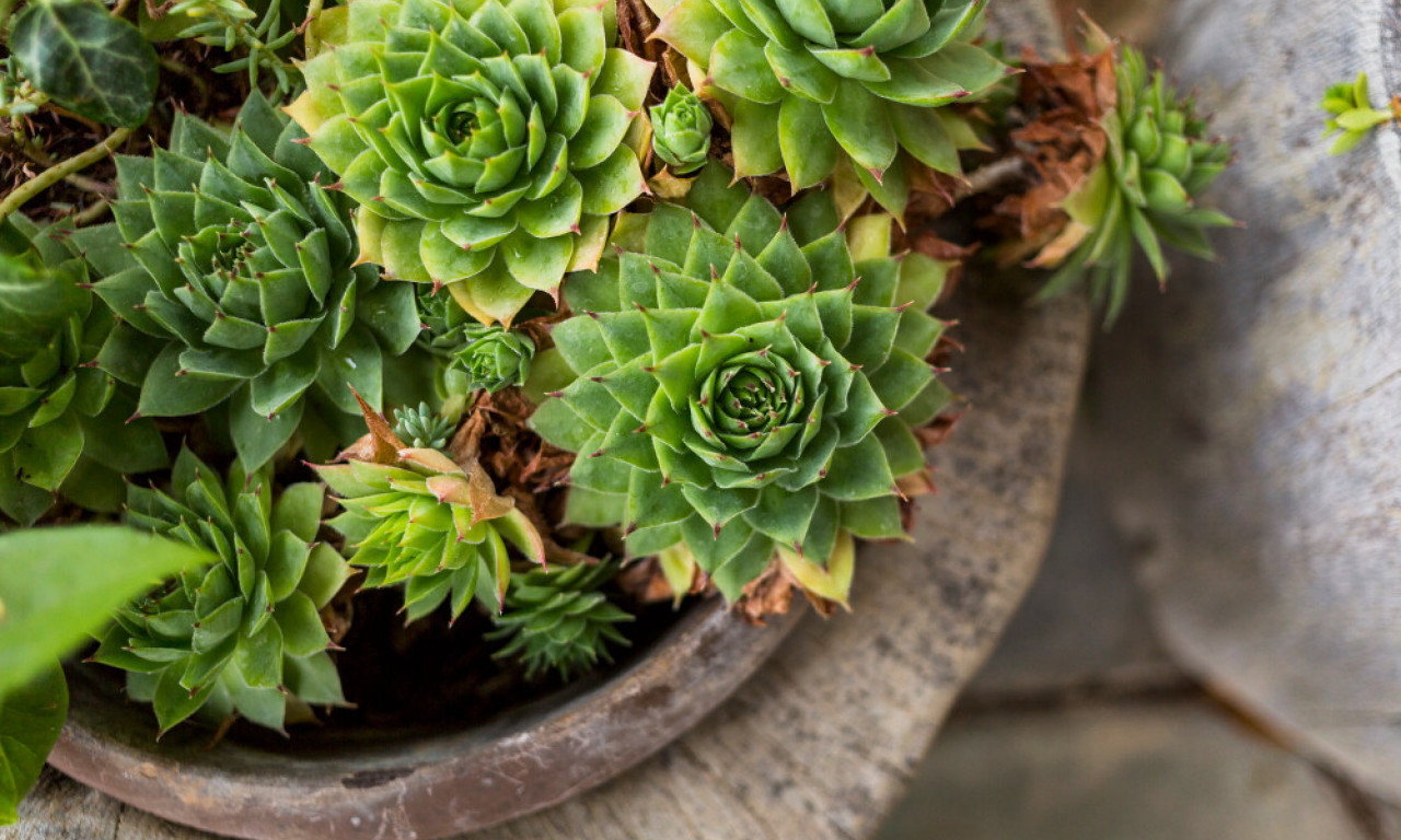 SMANJUJE SEKRET I UKLANJA NEUGODNE MIRISE Prirodni recept koji su žene vekovima koristile