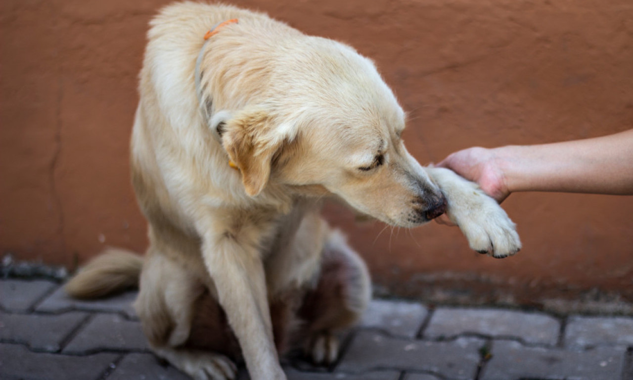 KAD BETON PEČE, ŠAPE BOLE Kako da pomognemo psima po velikim vrućinama