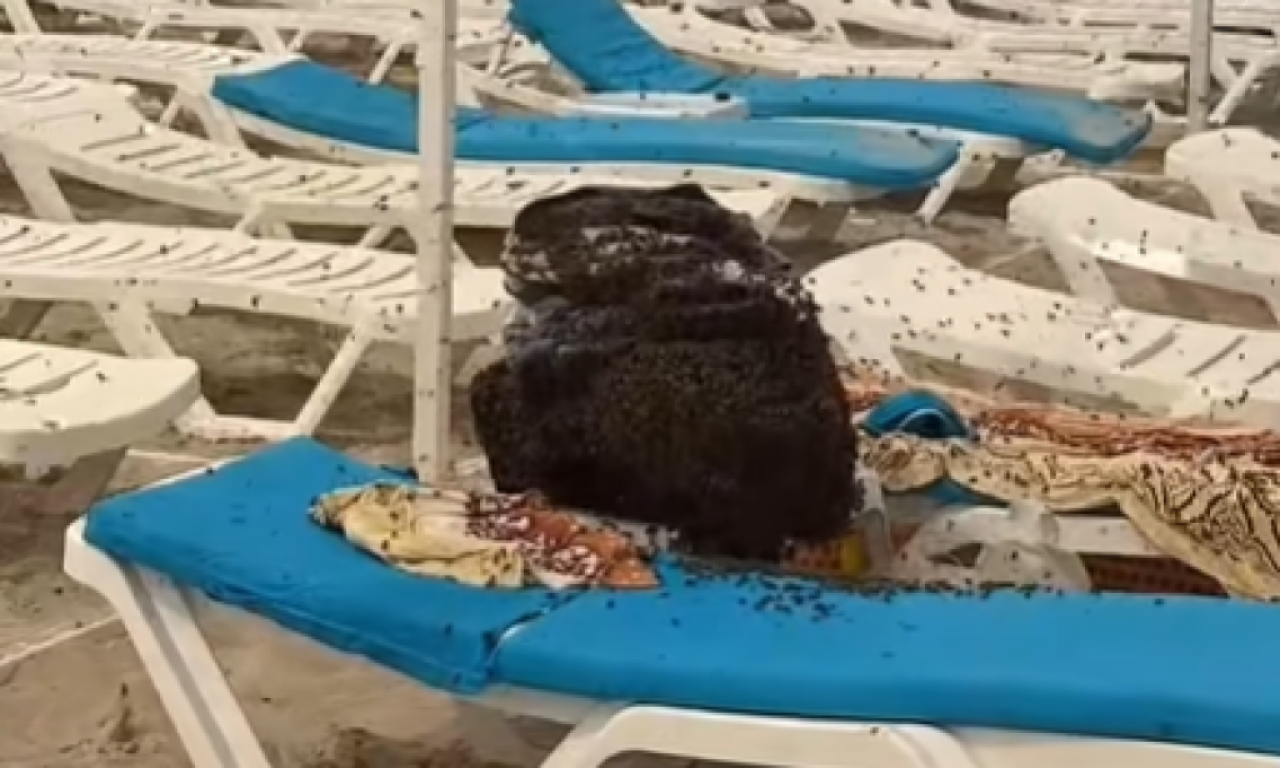 PORODICA NA PLAŽI DOŽIVELA HOROR!  Pogledajte šta ih je dočekalo na ležaljci i ko ih je spasao (VIDEO)