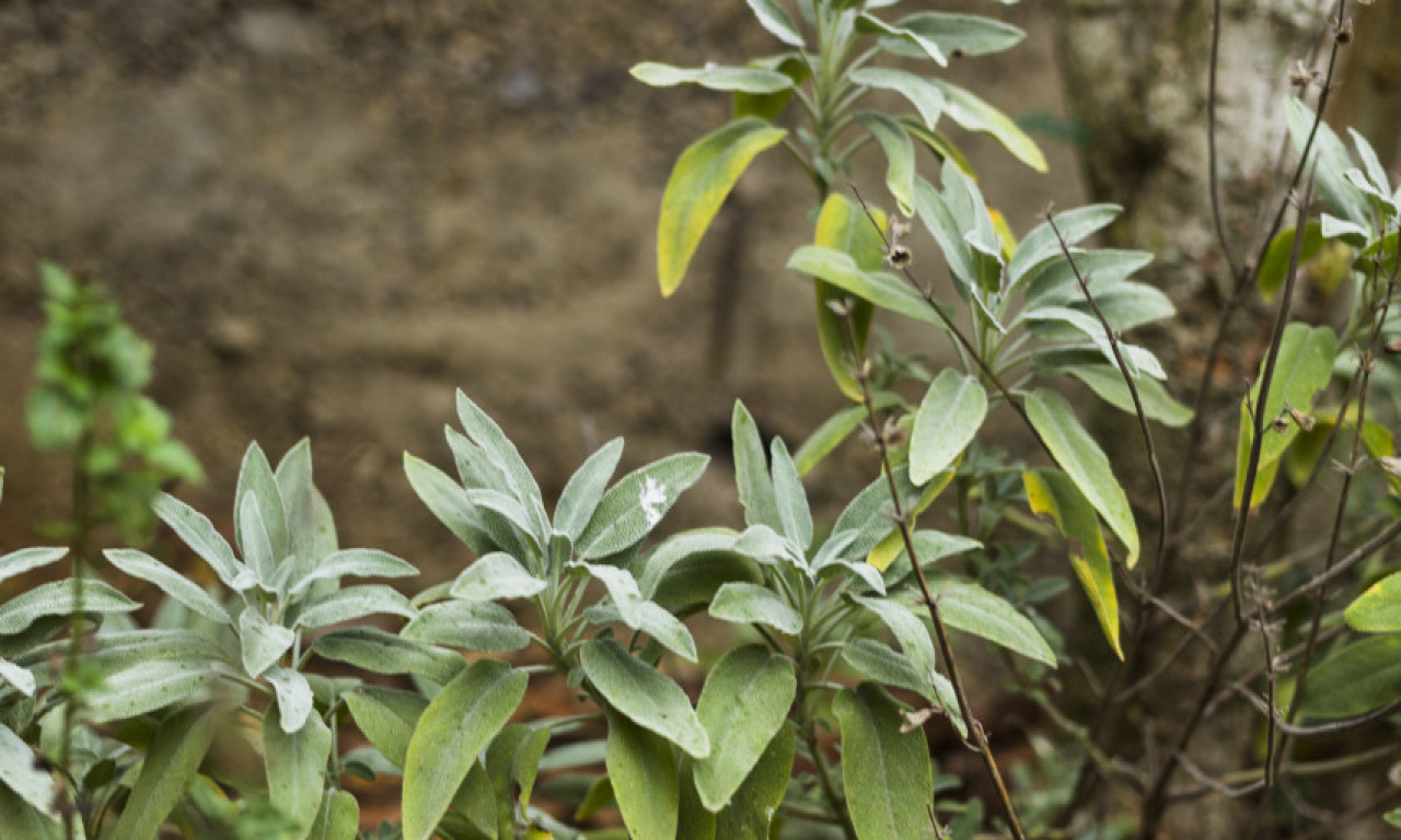 CIMET I ŽALFIJA JAČI OD HEMIJE Zapišite ova tri recepta i sačuvajte ih za zdravlje cele porodice