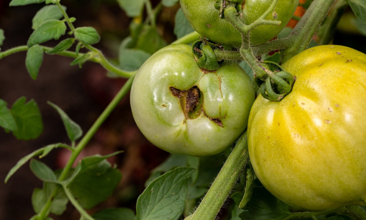 MAČJE LICE NA PARADAJZU Šta znači ova čudna pojava i kako da sačuvate zdrave plodove